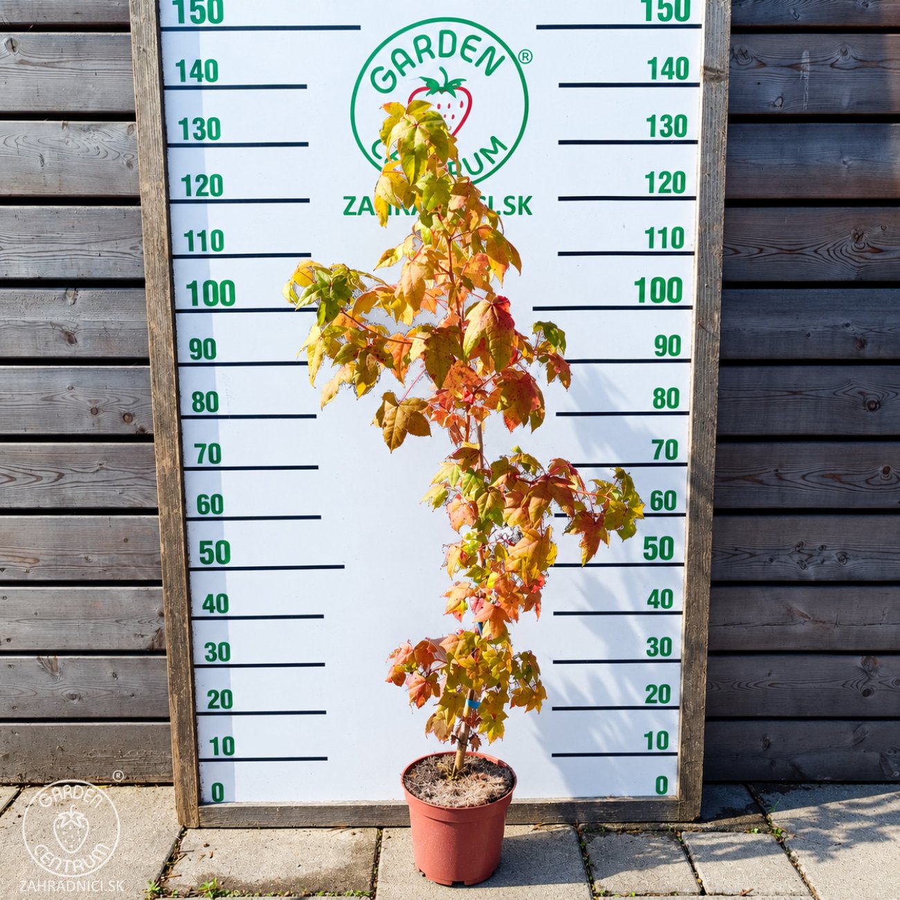 Obrázok Ambrovník styraxový (Liquidambar styraciflua) ‘GOLDEN SUN’®- výška 80-100 cm, kont. C5L